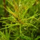 LUDWIGIA INCLINATA ´CURLY´