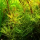 LUDWIGIA INCLINATA ´CURLY´