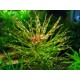 LUDWIGIA INCLINATA ´CURLY´