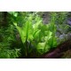 Nuphar Japonica