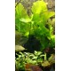 Nuphar Japonica