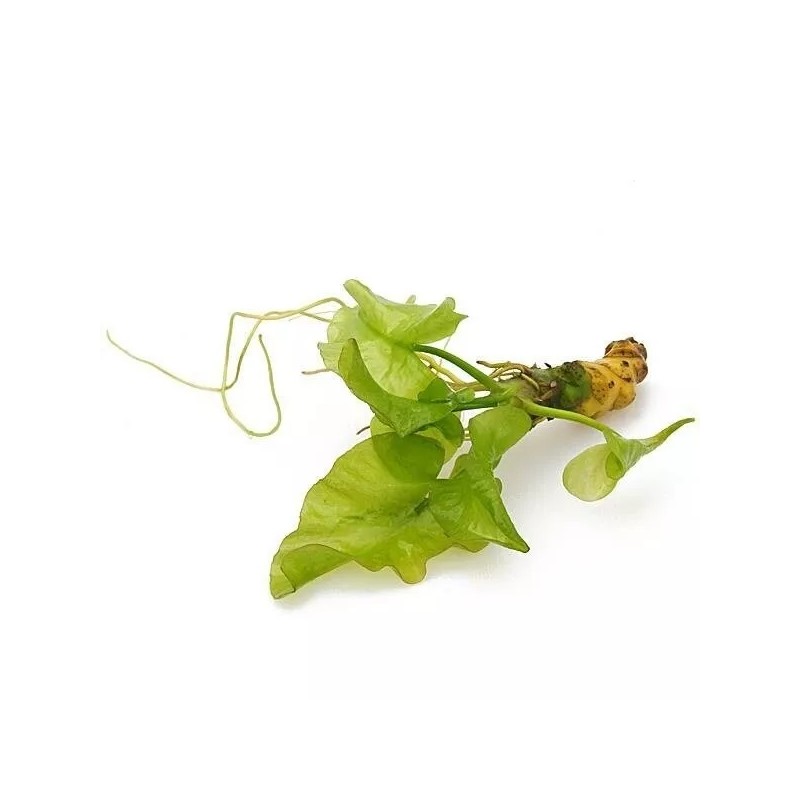 Nuphar Japonica