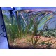 Vallisneria Spiralis ´Rubra´