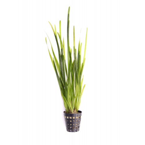 Vallisneria Spiralis ´Red´