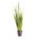 Vallisneria Spiralis ´Rubra´