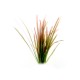 Vallisneria Spiralis ´Rubra´