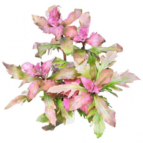 Hygrophila Triflora
