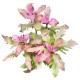Ludwigia Inclinata ´Curly´