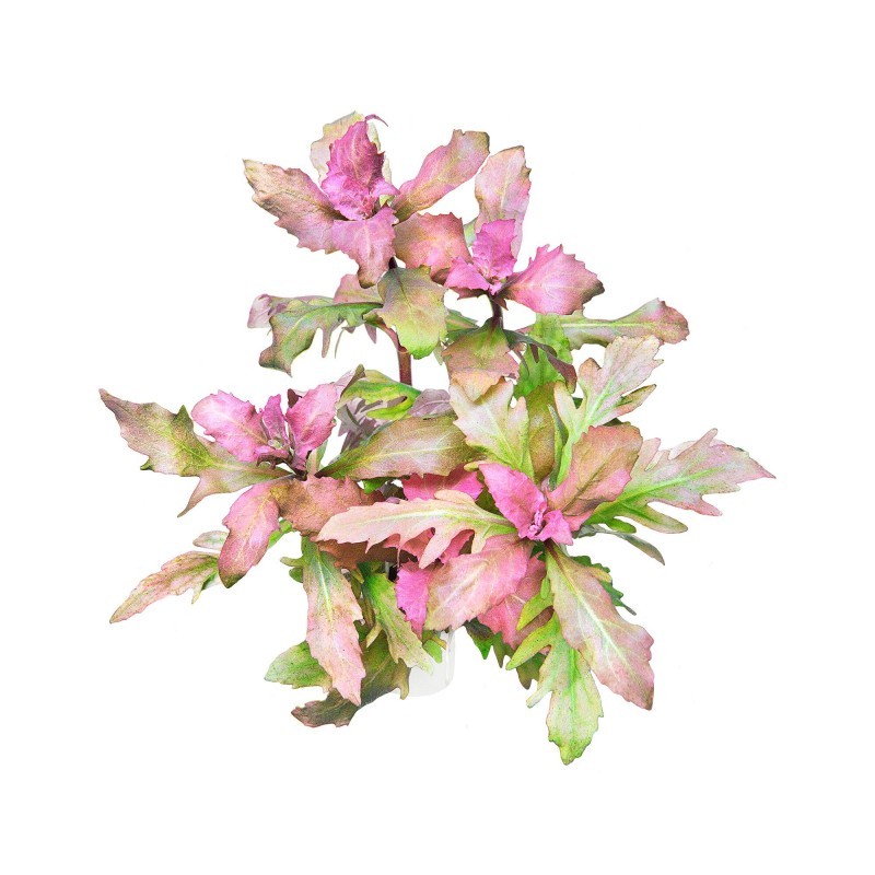 Ludwigia Inclinata ´Curly´