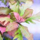 Ludwigia Inclinata ´Curly´