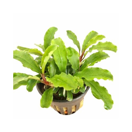 Bucephalandra sp. "Green Velvet"