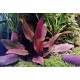 Cryptocoryne Petchii "Pink"