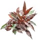 Cryptocoryne Petchii "Pink"