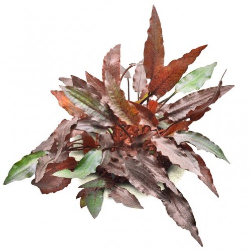 Cryptocoryne Petchii "Pink"