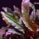 Cryptocoryne Petchii "Pink"
