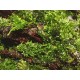 RICCARDIA CHAMEDRYFOLIA