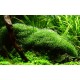 RICCIA FLUITANS