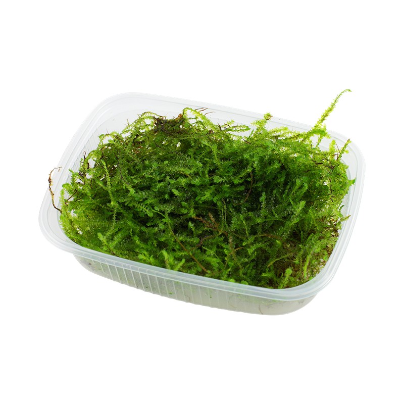 TAXIPHYLLUM BARBIERI 'BOGOR MOSS'