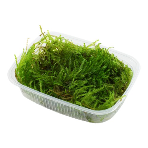 TAXIPHYLLUM SP. 'SPIKY MOSS' 