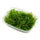 VESICULARIA FERRIEI 'WEEPING MOSS'