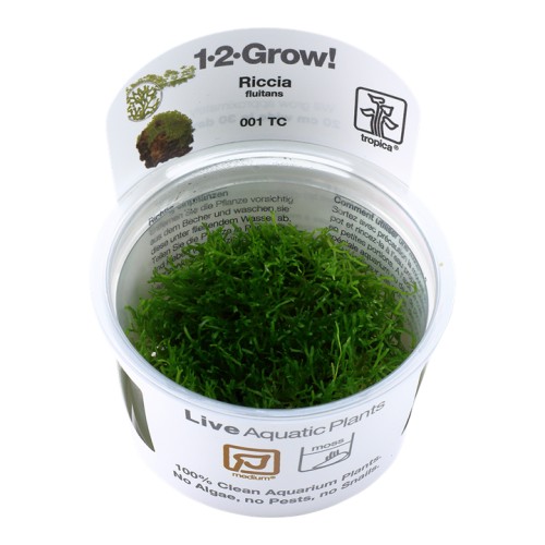 RICCIA FLUITANS