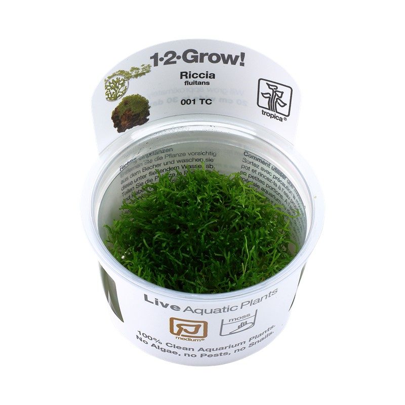 RICCIA FLUITANS