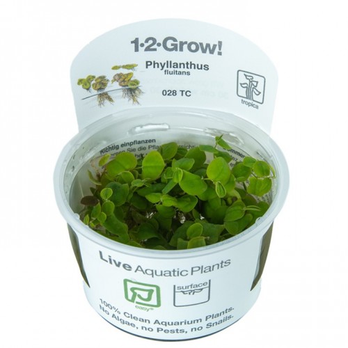 PHYLLANTHUS FLUITANS