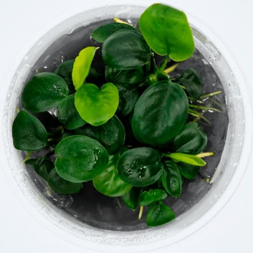 Anubias nangi