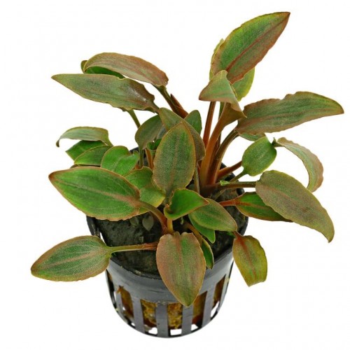 Cryptocoryne wendtii "red"