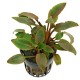 Cryptocoryne wendtii "red"