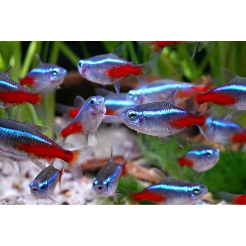 PARACHEIRODON INNESI
