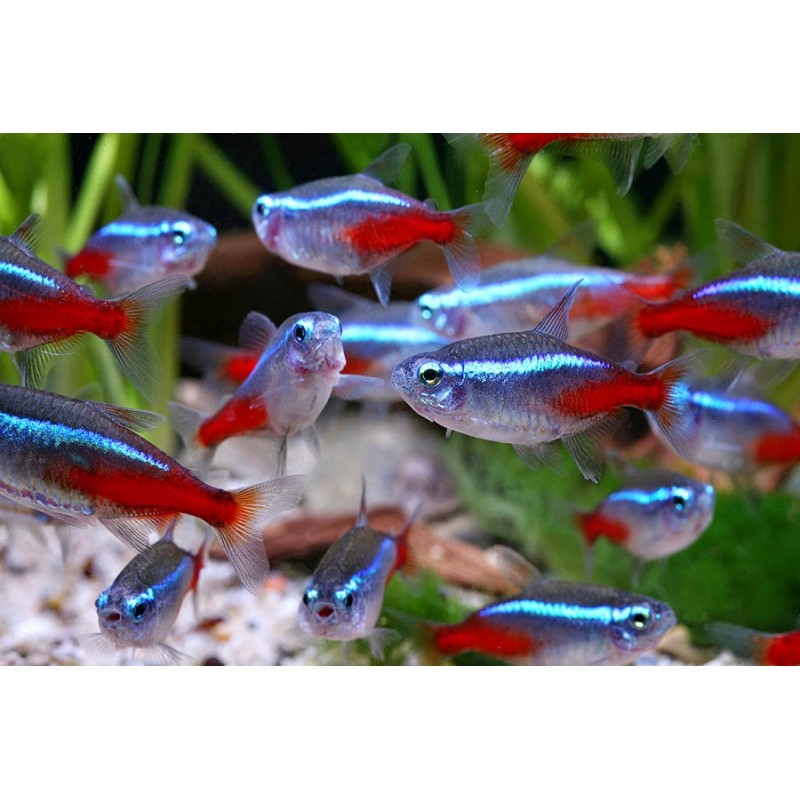 PARACHEIRODON INNESI