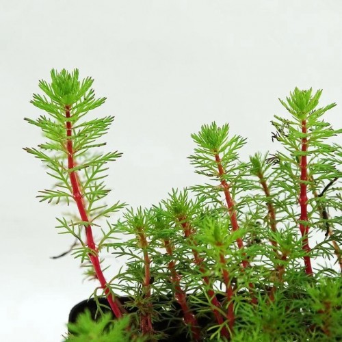 MYRIOPHYLLUM BRASILIENSIS