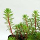 MYRIOPHYLLUM BRASILIENSIS