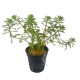 MYRIOPHYLLUM BRASILIENSIS