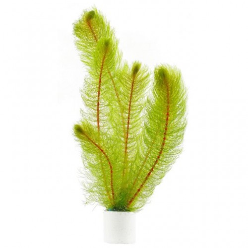 MYRIOPHYLLUM PINNATUM
