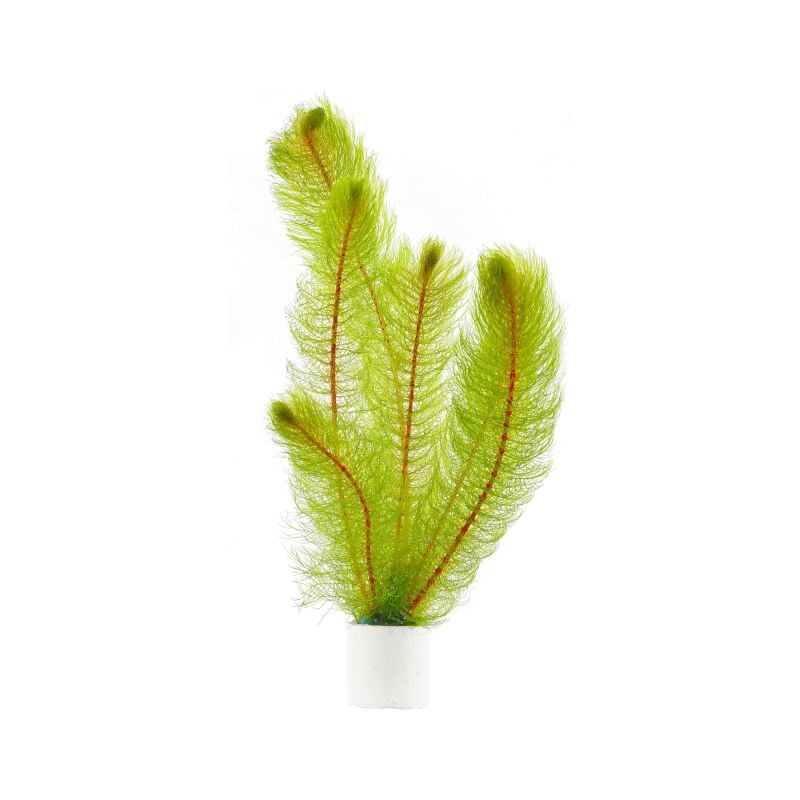 MYRIOPHYLLUM BRASILIENSIS