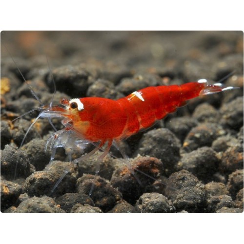 CARIDINA LOGEMANI VAR "SUPER CRYSTAL RED" 
