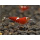 Caridina logemani var. Super Crystal Red