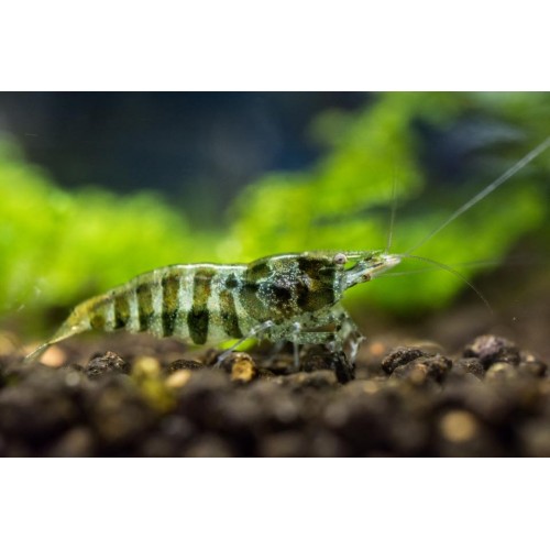 CARIDINA BABAULTI STRIPES