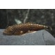 GASTROMYZON PUNCTULATUS