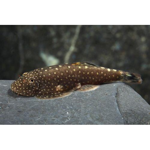 GASTROMYZON PUNCTULATUS