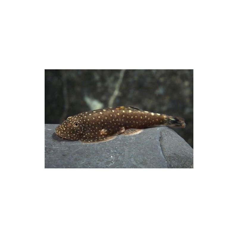 GASTROMYZON PUNCTULATUS