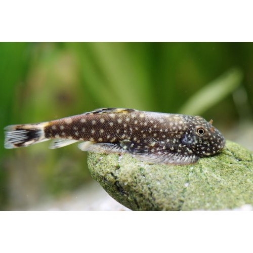 GASTROMYZON MYERSI 