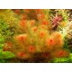 MYRIOPHYLLUM MATOGROSSENSE "RED"