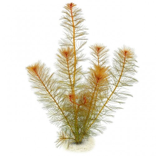 MYRIOPHYLLUM MATOGROSSENSE "RED"