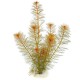 MYRIOPHYLLUM MATOGROSSENSE "RED"