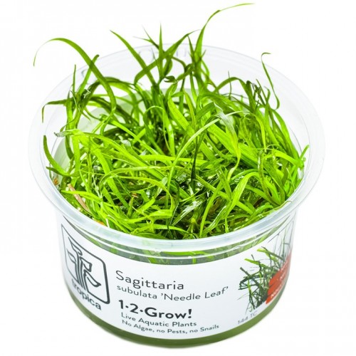 SAGITTARIA SUBULATA