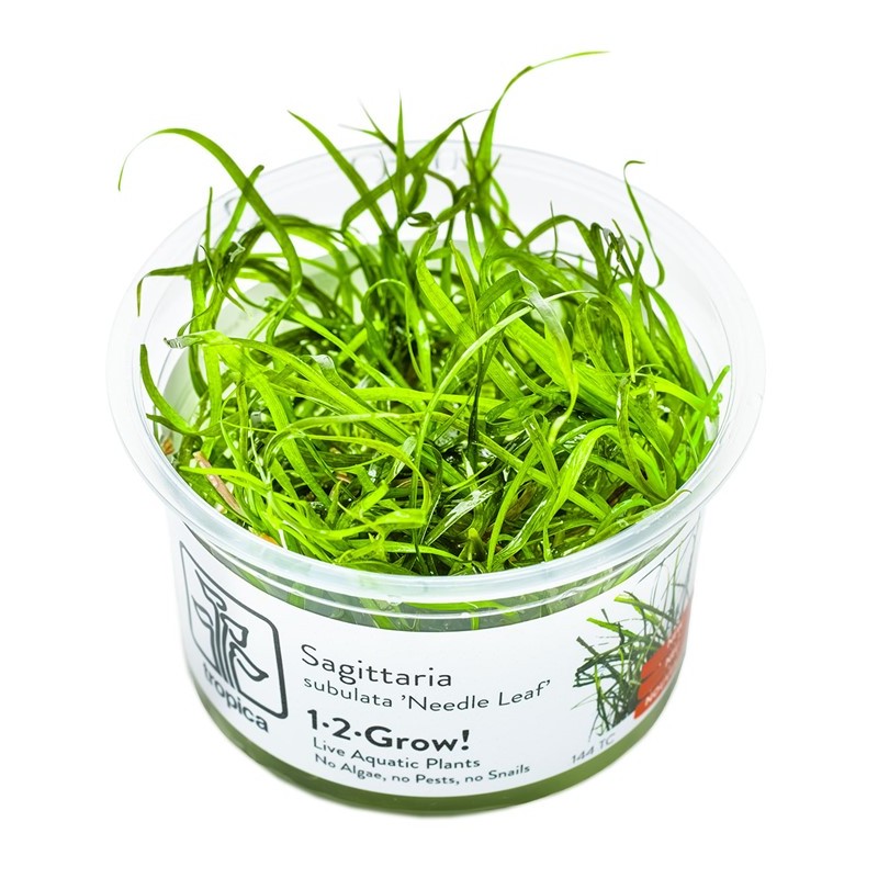 SAGITTARIA SUBULATA