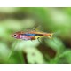 BORARAS UROPHTHALMOIDES